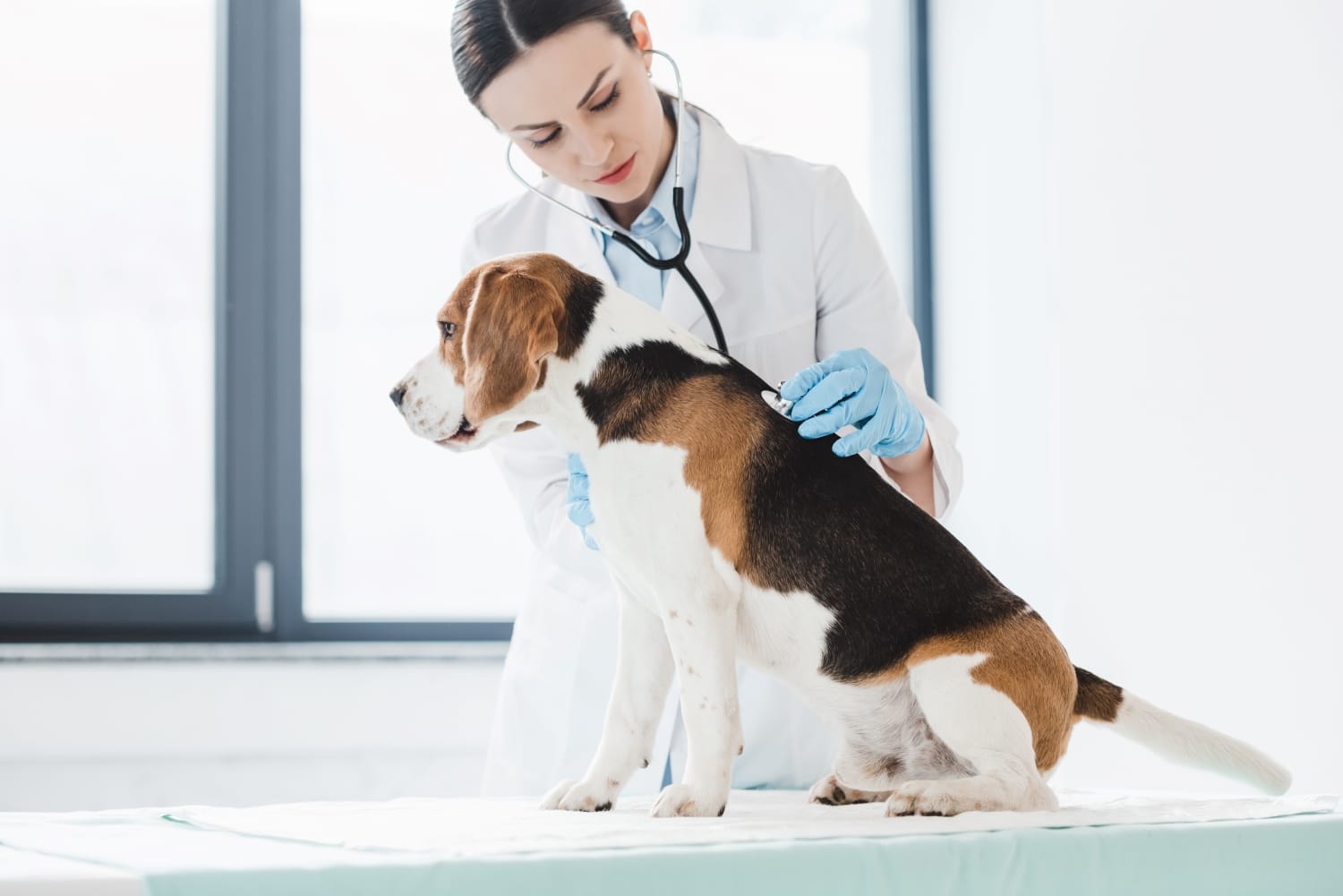 Veterinarian Job Description Template