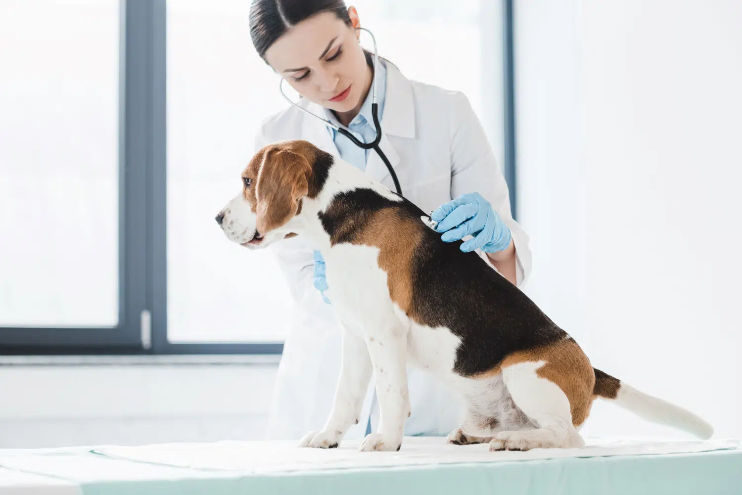 Veterinarian Job Description Template